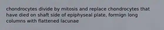 chondrocytes divide by mitosis and replace chondrocytes that have died on shaft side of epiphyseal plate, formign long columns with flattened lacunae