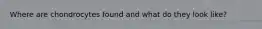 Where are chondrocytes found and what do they look like?