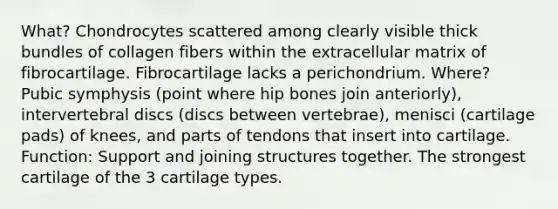 What? Chondrocytes scattered among clearly visible thick bundles of collagen fibers within the extracellular matrix of fibrocartilage. Fibrocartilage lacks a perichondrium. Where? Pubic symphysis (point where hip bones join anteriorly), intervertebral discs (discs between vertebrae), menisci (cartilage pads) of knees, and parts of tendons that insert into cartilage. Function: Support and joining structures together. The strongest cartilage of the 3 cartilage types.