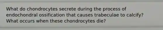 What do chondrocytes secrete during the process of endochondral ossification that causes trabeculae to calcify? What occurs when these chondrocytes die?