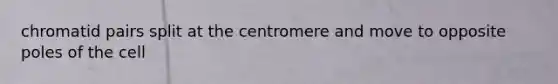 chromatid pairs split at the centromere and move to opposite poles of the cell