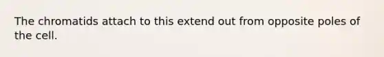 The chromatids attach to this extend out from opposite poles of the cell.