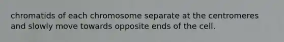 chromatids of each chromosome separate at the centromeres and slowly move towards opposite ends of the cell.