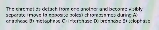 The chromatids detach from one another and become visibly separate (move to opposite poles) chromosomes during A) anaphase B) metaphase C) interphase D) prophase E) telophase