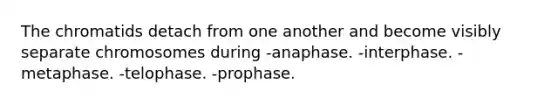 The chromatids detach from one another and become visibly separate chromosomes during -anaphase. -interphase. -metaphase. -telophase. -prophase.