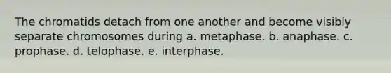 The chromatids detach from one another and become visibly separate chromosomes during a. metaphase. b. anaphase. c. prophase. d. telophase. e. interphase.