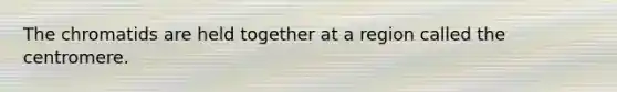 The chromatids are held together at a region called the centromere.