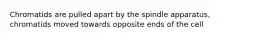 Chromatids are pulled apart by the spindle apparatus, chromatids moved towards opposite ends of the cell
