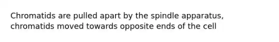 Chromatids are pulled apart by the spindle apparatus, chromatids moved towards opposite ends of the cell