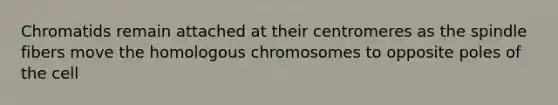 Chromatids remain attached at their centromeres as the spindle fibers move the homologous chromosomes to opposite poles of the cell