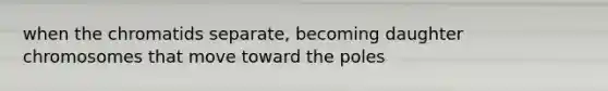 when the chromatids separate, becoming daughter chromosomes that move toward the poles
