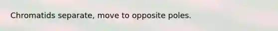 Chromatids separate, move to opposite poles.