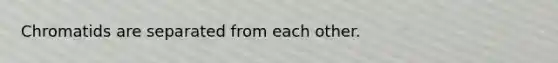 Chromatids are separated from each other.