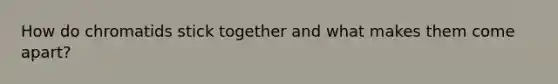 How do chromatids stick together and what makes them come apart?