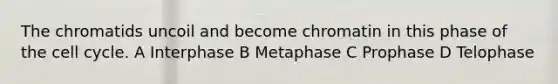 The chromatids uncoil and become chromatin in this phase of the cell cycle. A Interphase B Metaphase C Prophase D Telophase