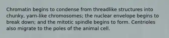 Chromatin begins to condense from threadlike structures into chunky, yarn-like chromosomes; the nuclear envelope begins to break down; and the mitotic spindle begins to form. Centrioles also migrate to the poles of the animal cell.