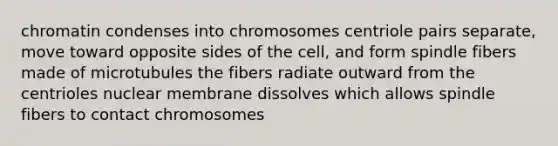 chromatin condenses into chromosomes centriole pairs separate, move toward opposite sides of the cell, and form spindle fibers made of microtubules the fibers radiate outward from the centrioles nuclear membrane dissolves which allows spindle fibers to contact chromosomes