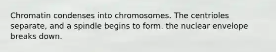 Chromatin condenses into chromosomes. The centrioles separate, and a spindle begins to form. the nuclear envelope breaks down.