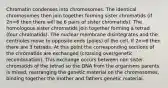 Chromatin condenses into chromosomes. The identical chromosomes then join together forming sister chromatids (if 2n=6 then there will be 6 pairs of sister chromatids). The homologous sister chromatids join together forming a tetrad (four chromatids). The nuclear membrane disintegrates and the centrioles move to opposite ends (poles) of the cell. If 2n=6 then there are 3 tetrads. At this point the corresponding sections of the chromatids are exchanged (crossing over/genetic recombination). This exchange occurs between non sister chromatids of the tetrad so the DNA from the organisms parents is mixed, rearranging the genetic material on the chromosomes, binding together the mother and fathers genetic material.