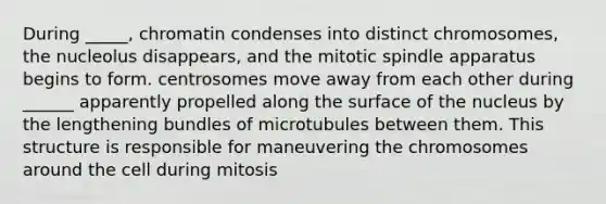 During _____, chromatin condenses into distinct chromosomes, the nucleolus disappears, and the mitotic spindle apparatus begins to form. centrosomes move away from each other during ______ apparently propelled along the surface of the nucleus by the lengthening bundles of microtubules between them. This structure is responsible for maneuvering the chromosomes around the cell during mitosis