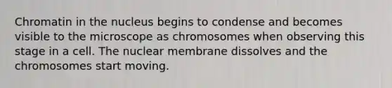 Chromatin in the nucleus begins to condense and becomes visible to the microscope as chromosomes when observing this stage in a cell. The nuclear membrane dissolves and the chromosomes start moving.