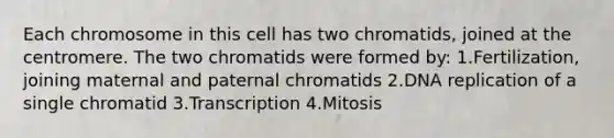 Each chromosome in this cell has two chromatids, joined at the centromere. The two chromatids were formed by: 1.Fertilization, joining maternal and paternal chromatids 2.DNA replication of a single chromatid 3.Transcription 4.Mitosis