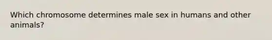 Which chromosome determines male sex in humans and other animals?