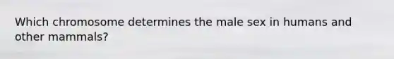 Which chromosome determines the male sex in humans and other mammals?