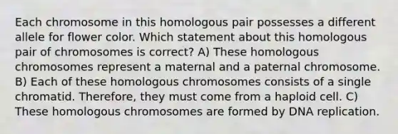 Each chromosome in this homologous pair possesses a different allele for flower color. Which statement about this homologous pair of chromosomes is correct? A) These homologous chromosomes represent a maternal and a paternal chromosome. B) Each of these homologous chromosomes consists of a single chromatid. Therefore, they must come from a haploid cell. C) These homologous chromosomes are formed by DNA replication.