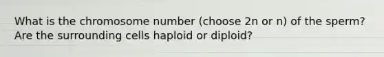 What is the chromosome number (choose 2n or n) of the sperm? Are the surrounding cells haploid or diploid?