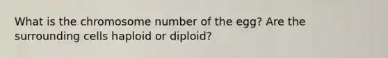 What is the chromosome number of the egg? Are the surrounding cells haploid or diploid?