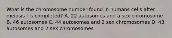 What is the chromosome number found in humans cells after meiosis I is completed? A. 22 autosomes and a sex chromosome B. 46 autosomes C. 44 autosomes and 2 sex chromosomes D. 43 autosomes and 2 sex chromosomes