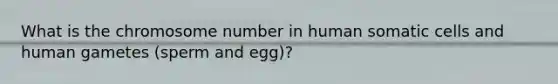 What is the chromosome number in human somatic cells and human gametes (sperm and egg)?