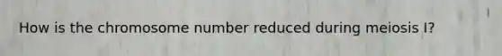 How is the chromosome number reduced during meiosis I?