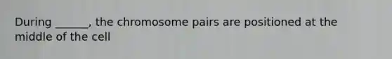 During ______, the chromosome pairs are positioned at the middle of the cell