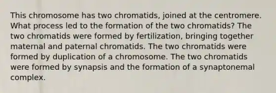 This chromosome has two chromatids, joined at the centromere. What process led to the formation of the two chromatids? The two chromatids were formed by fertilization, bringing together maternal and paternal chromatids. The two chromatids were formed by duplication of a chromosome. The two chromatids were formed by synapsis and the formation of a synaptonemal complex.