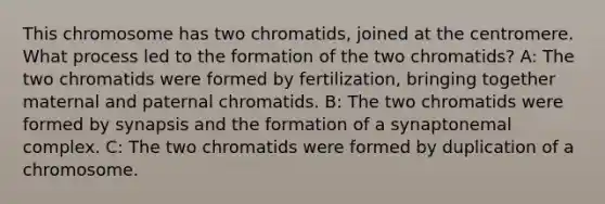 This chromosome has two chromatids, joined at the centromere. What process led to the formation of the two chromatids? A: The two chromatids were formed by fertilization, bringing together maternal and paternal chromatids. B: The two chromatids were formed by synapsis and the formation of a synaptonemal complex. C: The two chromatids were formed by duplication of a chromosome.