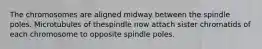 The chromosomes are aligned midway between the spindle poles. Microtubules of thespindle now attach sister chromatids of each chromosome to opposite spindle poles.