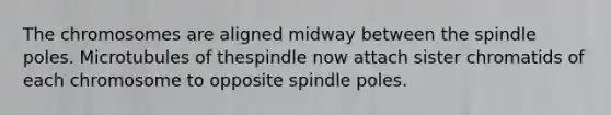 The chromosomes are aligned midway between the spindle poles. Microtubules of thespindle now attach sister chromatids of each chromosome to opposite spindle poles.