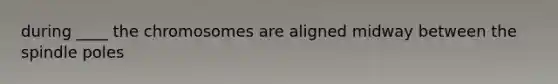 during ____ the chromosomes are aligned midway between the spindle poles