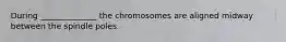 During ______________ the chromosomes are aligned midway between the spindle poles.