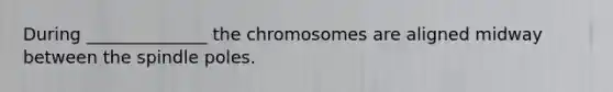 During ______________ the chromosomes are aligned midway between the spindle poles.