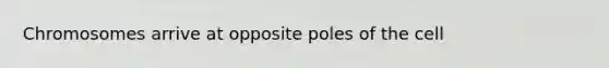 Chromosomes arrive at opposite poles of the cell