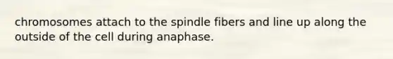 chromosomes attach to the spindle fibers and line up along the outside of the cell during anaphase.