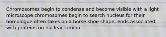 Chromosomes begin to condense and become visible with a light microscope chromosomes begin to search nucleus for their homologue often takes on a horse shoe shape; ends associated with proteins on nuclear lamina