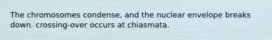 The chromosomes condense, and the nuclear envelope breaks down. crossing-over occurs at chiasmata.