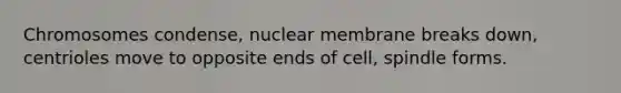 Chromosomes condense, nuclear membrane breaks down, centrioles move to opposite ends of cell, spindle forms.