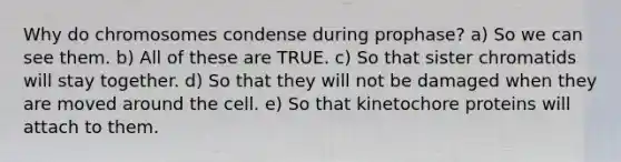 Why do chromosomes condense during prophase? a) So we can see them. b) All of these are TRUE. c) So that sister chromatids will stay together. d) So that they will not be damaged when they are moved around the cell. e) So that kinetochore proteins will attach to them.