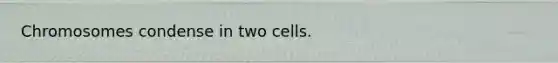 Chromosomes condense in two cells.