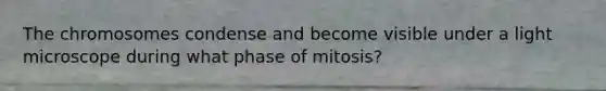 The chromosomes condense and become visible under a light microscope during what phase of mitosis?